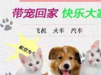 本地專業(yè)寵物托運(yùn)服務(wù) 全天候覆蓋汽車、火車、空運(yùn)直達(dá)全國